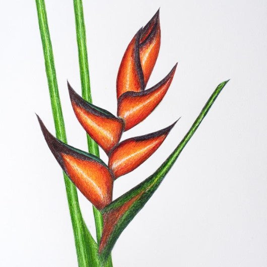 Drawing - Plants - Heliconia 4