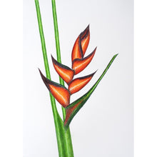 Load image into Gallery viewer, Drawing - Plants - Heliconia 4
