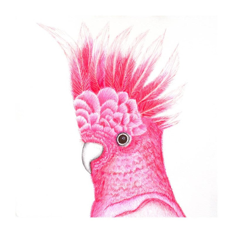 Coaster - Artwork - Galah