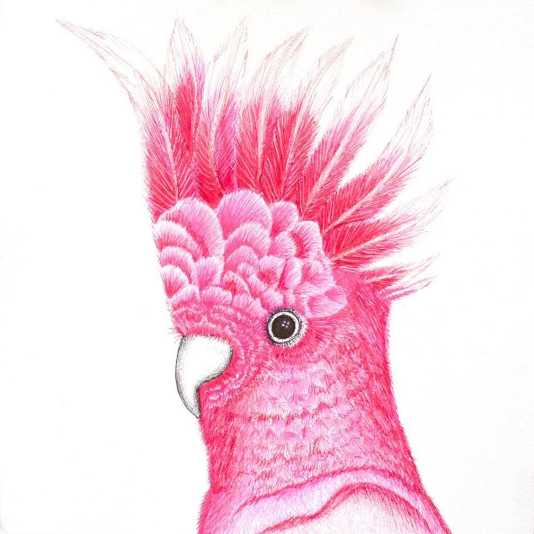 Drawing - Animal - Galah