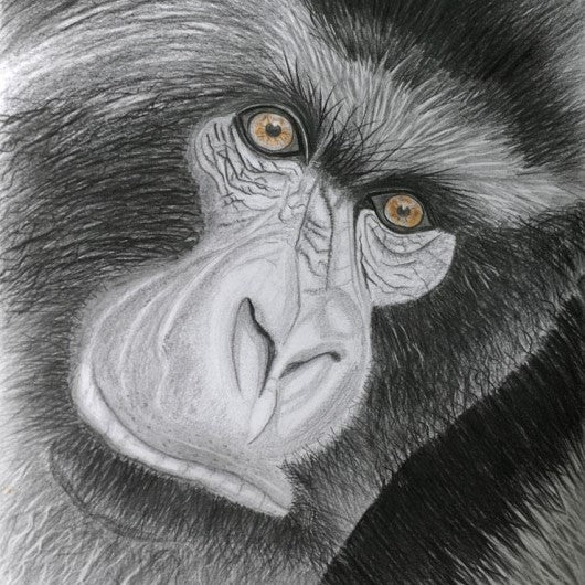 Drawing - Animal - Gorilla