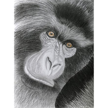 Load image into Gallery viewer, Drawing - Animal - Gorilla
