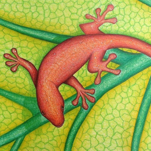 Drawing - Gecko