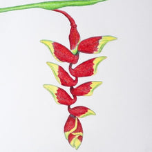 Load image into Gallery viewer, Drawing - Plants - Heliconia 1
