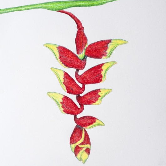 Drawing - Plants - Heliconia 1