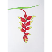 Load image into Gallery viewer, Drawing - Plants - Heliconia 1
