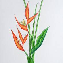 Load image into Gallery viewer, Drawing - Plants - Heliconia 2
