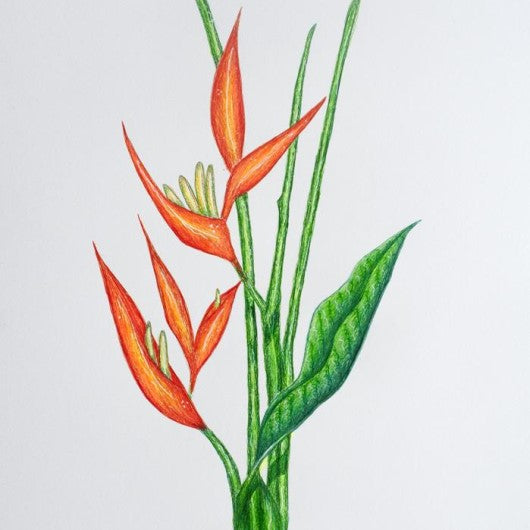 Drawing - Plants - Heliconia 2