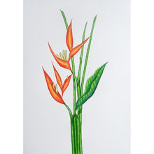 Load image into Gallery viewer, Drawing - Plants - Heliconia 2
