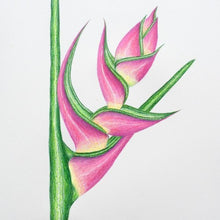 Load image into Gallery viewer, Drawing - Plants - Heliconia 3

