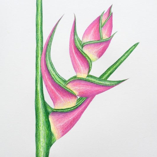 Drawing - Plants - Heliconia 3