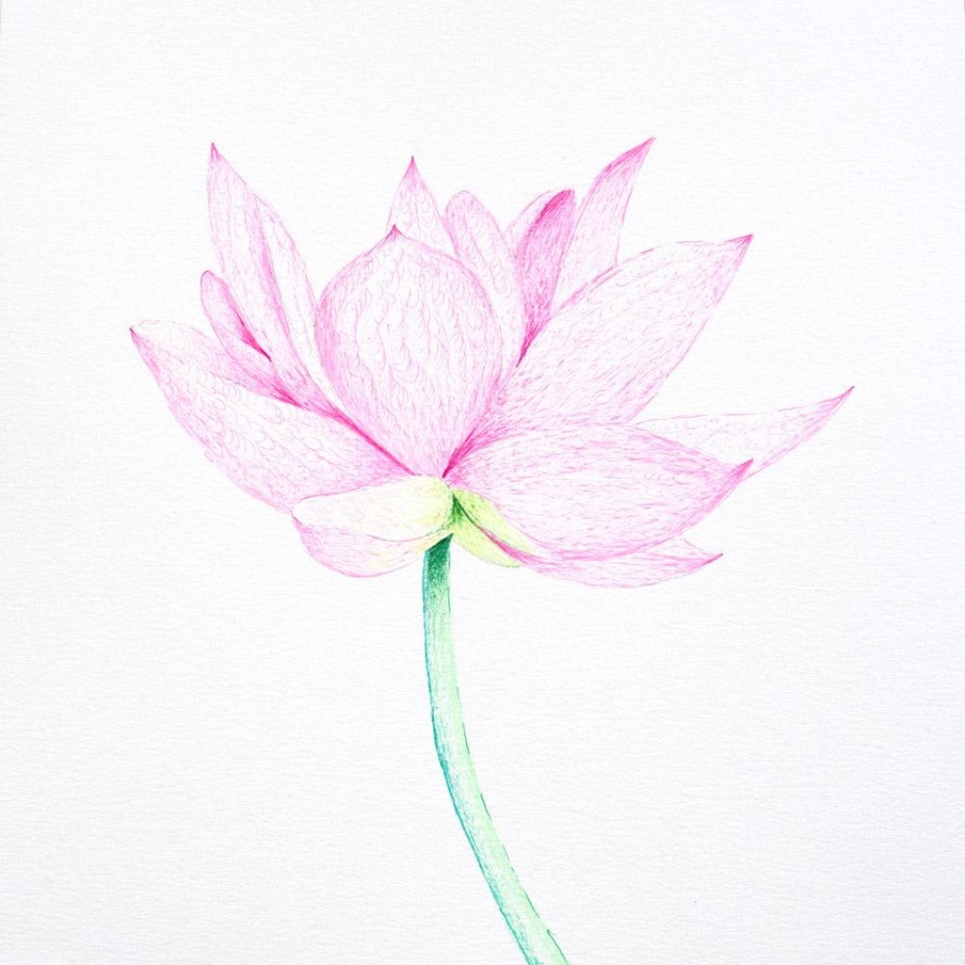 Drawing - Plants - Lotus