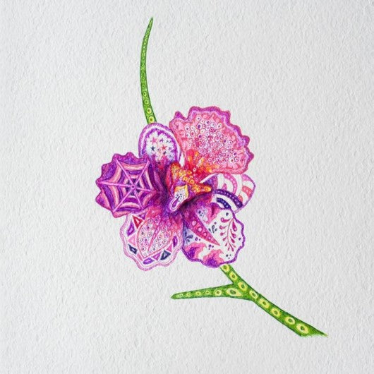 Drawing - Plants - Orchid 4